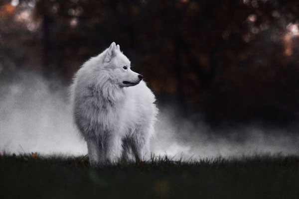 Weißer Hund im Trockeneis